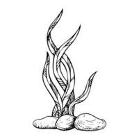 Black and white seaweed with seabed stones illustration. Monochrome underwater ocean bottom ink drawing. Simple sketch for marine cosmetics design and nautical print vector