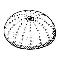 Sea urchin shell black and white illustration of Mediterranean animal in simple style. Test skeleton of seabed fossil ink line sketch vector