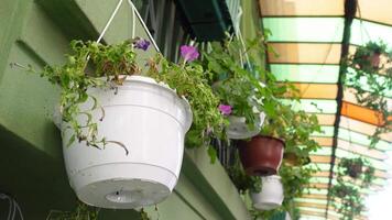 Hanging white flower pots on a green wall creates a beautiful display of greenery and horticulture video