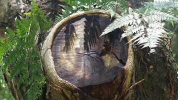 A tree with a hole in it video