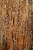 Close-up of Beetle-Trail Marks on Dead Whitebark Pine Trunk, Beartooth Mountains, Montana photo