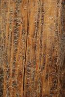 Close-up of Beetle-Trail Marks on Dead Whitebark Pine Trunk, Beartooth Mountains, Montana photo