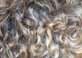 Abstract Background Texture of Sheep Wool photo