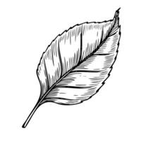 Illustration of a autumn leaf. Linear Drawing pf Botanical element on isolated background. Hand drawn outline sketch of fall plant for harvest design or greeting cards. Black etching. vector