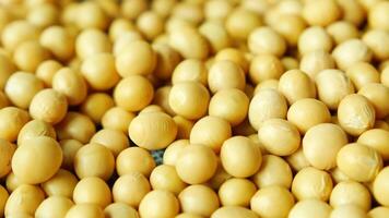 Soybeans are a good source of protein video