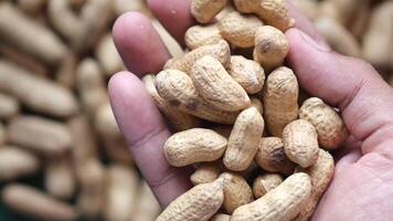 Peanuts are a good source of protein video