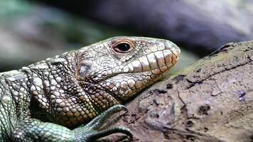 A close up of a lizard on a branch video