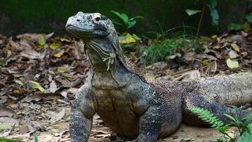 A large lizard sitting on the ground in the forest video