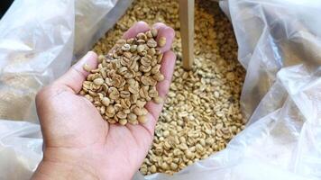 A Person Holding Raw Coffee Beans Above a Container Ready for Processing and Brewing video