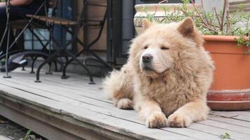 A charming and adorable Chow Chow is found relaxing comfortably on a lovely deck outside video