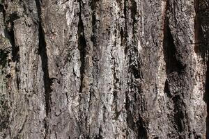 Close-Up of Ash Tree Bark Texture, Germany photo