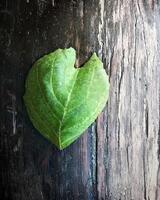 Green Heart-Shaped Leaf on Wooden Surface photo