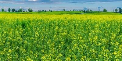 Vibrant canola fields under a clear blue sky with distant trees photo