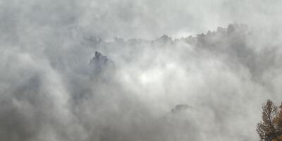 Misty forest serene landscape of trees shrouded in fog and cloudy atmosphere photo