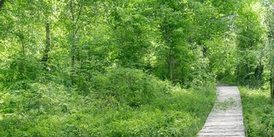 Serene forest pathway through lush greenery in summer photo