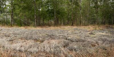 Tranquil forest landscape with lush green trees and grassy clearing photo