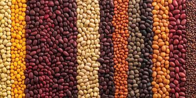 Assorted colorful beans in vertical stripes showcasing diversity in texture and natural patterns photo