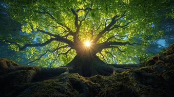 Nature Background, High-Resolution Wallpaper for a Serene and Stunning View photo