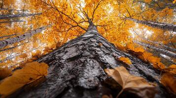 Nature Background, High-Resolution Wallpaper for a Serene and Stunning View photo