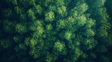 Nature Background, High-Resolution Wallpaper for a Serene and Stunning View photo