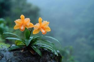 Yellow orchids blooming under the rain in a lush forest photo