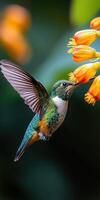 Hummingbird hovering near orange flower feeding on nectar with blurred background photo
