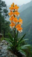 Yellow orchids blooming under the rain in a lush forest photo
