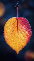 Orange leaf covered in dew drops holding on to branch in autumn photo