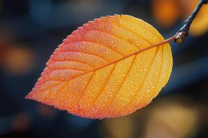 Orange leaf covered in dew drops holding on to branch in autumn photo