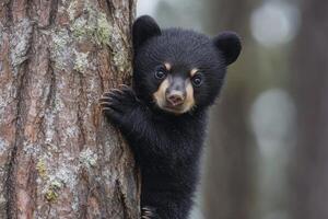 Black bear cub peeking around tree trunk in forest photo