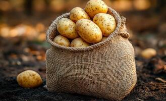 A bag of potatoes is sitting on the ground. The potatoes are all different sizes and are scattered around the bag photo