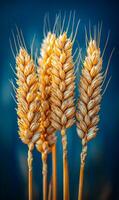 A close up of four golden wheat stalks with a blue background. The stalks are tall and slender, with a slight bend at the top photo