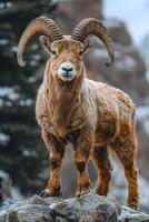 A ram with large horns stands on a rock in the snow. The ram is brown and white, and it looks like it is looking at the camera. The image has a peaceful and serene mood photo