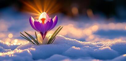 A small purple flower is in the snow. The flower is surrounded by snow and the sun is shining on it. Concept of hope and beauty in the midst of winter photo