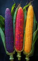 Three different colored corn cobs are displayed on a table. The colors are purple, red, and yellow photo