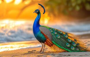 A beautiful blue and green peacock stands on the beach. The bird is surrounded by the ocean and the sky, creating a serene and peaceful atmosphere photo