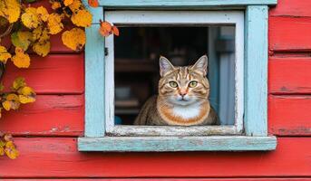A cat is sitting in a window of a red and blue house. The cat is looking out the window, and the house appears to be old and rustic photo