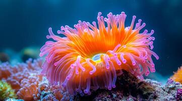 A large, orange sea anemone with pink tentacles is floating in the ocean. The vibrant colors of the anemone create a sense of energy and life in the underwater scene photo