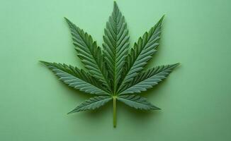A leaf of a marijuana plant is shown on a green background. The leaf is large and has a distinct shape, with a pointed tip and a wide base. Concept of natural beauty photo