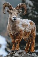A ram with horns is standing on a rock in the snow. The ram is brown and white, and it looks like it is looking at the camera. The image has a peaceful and serene mood photo