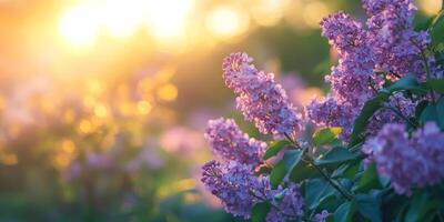 A stunning lilac bush flowers majestically in the warm and inviting glow of the sunrise, creating a picturesque and serene outdoor scene that offers ample copy space for creative expression photo