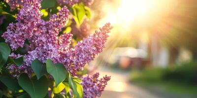A stunning lilac bush, brimming with vivid blooms in full glory, soaks up the warm sunshine, making it perfect for capturing those delightful spring vibes while adding vibrant colors to your garden photo