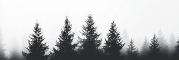 A captivating and enchanting misty pine forest, showcasing striking silhouettes of tall trees delicately shrouded in dense fog, which together create a profoundly emotional and tranquil atmosphere photo
