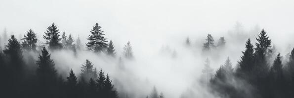 A beautifully serene and misty forest landscape is depicted here, where silhouetted pine trees stand majestically, all enveloped in a gentle fog, creating a truly tranquil and emotional atmosphere photo