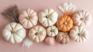 A beautifully arranged aesthetic display for autumn that highlights an array of beige, brown, and pastel pumpkins elegantly set against a soft pink background decorated with lovely feathers photo