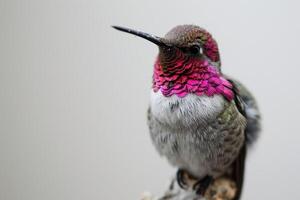 The anas hummingbird standing on the roated isolated on white background photo