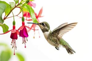 The hummingbird and fuchsia flower photo