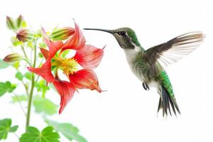 The hummingbird and columbine flower photo