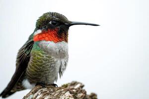 Ruby throated hummingbird standing on the roated isolated on white background photo