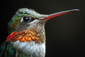 The hummingbird in studio isolated on black background photo